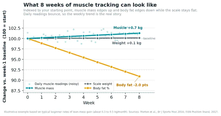 Title: Chart showing how to track muscle gain with a smart scale over 8 weeks: weekly muscle-mass trend rising and body fat percentage falling while daily readings bounce and scale weight stays flat - Description: Chart showing how to track muscle gain with a smart scale over 8 weeks: weekly muscle-mass trend rising and body fat percentage falling while daily readings bounce and scale weight stays flat